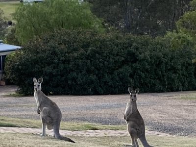 Kangaroos at Berenbell